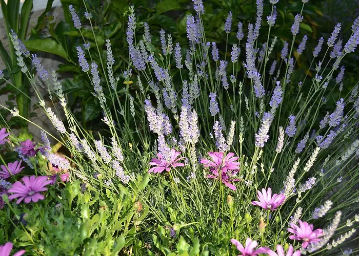 Abba Διαμέρισμα Mali Lošinj