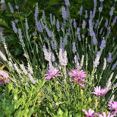 Abba Lägenhet Mali Lošinj